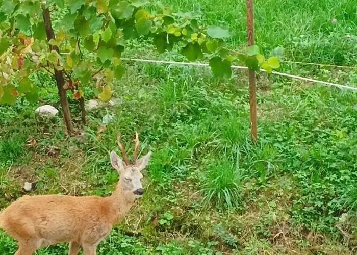 La Corte Del Segrino 3*